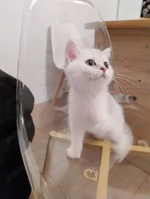 British shorthair gold silver - imagine 5