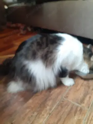 Donez pisoi deosebit de 4 ani sterilizat. - imagine 3