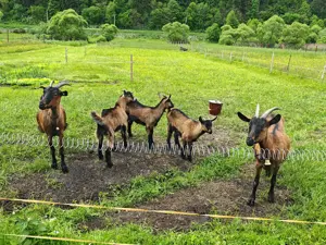 Vând capre aplina franceza - imagine 2