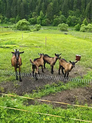 Vând capre aplina franceza - imagine 3