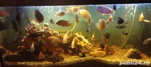 acvariu Juwel  - imagine 3 acvariu Juwel  - imagine 3