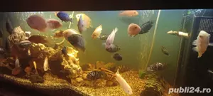 acvariu Juwel  - imagine 4 acvariu Juwel  - imagine 4