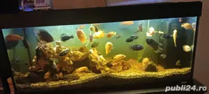 acvariu Juwel  - imagine 5 acvariu Juwel  - imagine 5