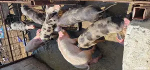 purcei rasa marele alb si pietrean 