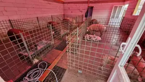 Porci rasa duroc - imagine 4 Porci rasa duroc - imagine 4