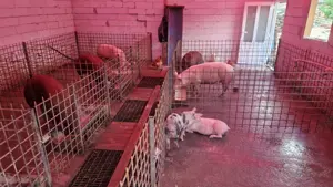 Porci rasa duroc - imagine 3 Porci rasa duroc - imagine 3