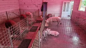 Porci rasa duroc - imagine 5 Porci rasa duroc - imagine 5