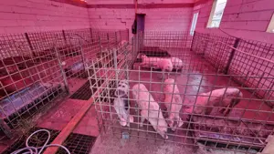 Porci rasa duroc - imagine 2 Porci rasa duroc - imagine 2