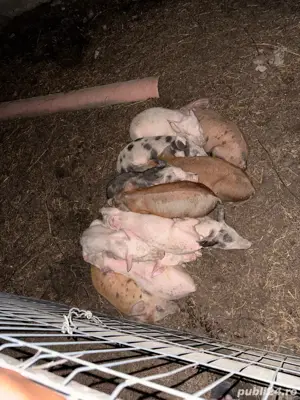 purcei de rasa - imagine 2