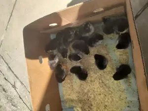 Pui marans cateva zile