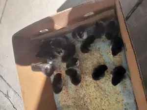 Pui marans cateva zile - imagine 2