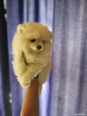 pomeranian cu pedigree - imagine 5
