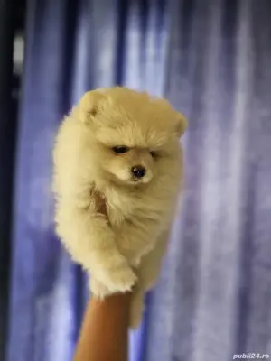 pomeranian cu pedigree