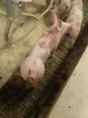 Purcei grăsuni 35 40 kg