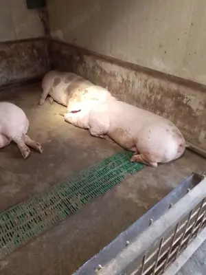 Purcei grăsuni 35 40 kg - imagine 2