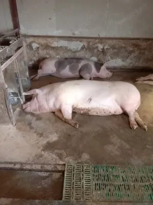 Purcei grăsuni 35 40 kg - imagine 3