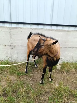 Țap Alpin Francez  - imagine 3 Țap Alpin Francez  - imagine 3