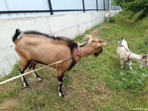 Țap Alpin Francez  - imagine 2 Țap Alpin Francez  - imagine 2