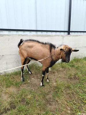 Țap Alpin Francez  - imagine 4 Țap Alpin Francez  - imagine 4