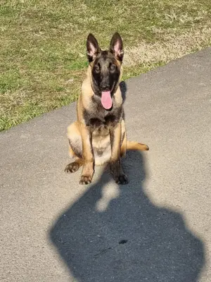 Ciobănesc Belgian Malinois  - imagine 4