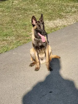 Ciobănesc Belgian Malinois  - imagine 5