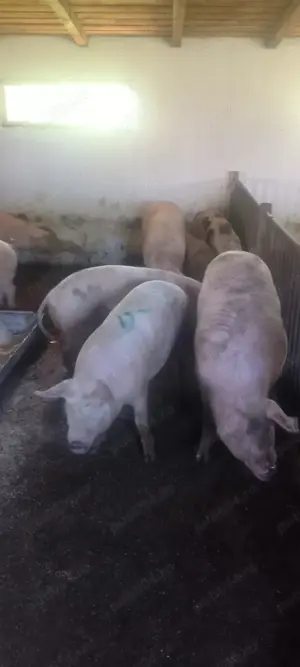 Porci de țară crescuți în gospodărie