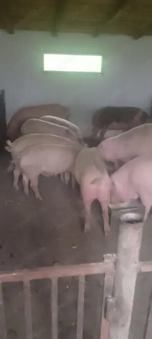 Porci românești cu coada de vânzare  - imagine 6