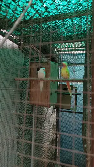 Vand printesa de walles - imagine 2