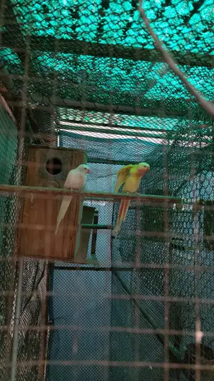 Vand printesa de walles