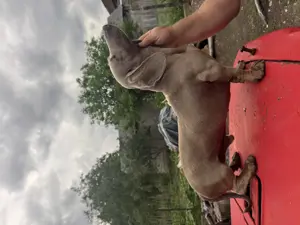 teckel isabella  - imagine 3