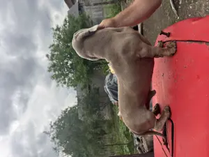 teckel isabella  - imagine 4