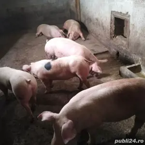 porci de carne
