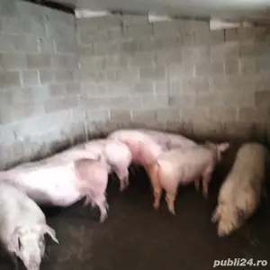 porci de carne - imagine 2