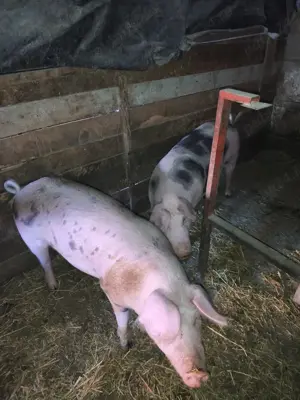 Vind porci de sacrificat 