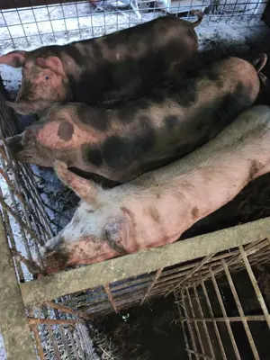 vind grasuni 4 bucati 