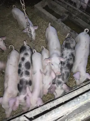 vind purcei de 6 saptamini 