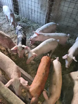 Vand Purcei Porci 80-150KG