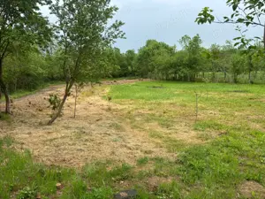 Vând teren 1050m  in Petovaselo(Recas) 19900