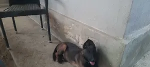 Ciobanesc belgian  - imagine 3