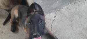 Ciobanesc belgian  - imagine 4