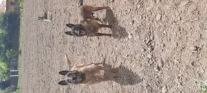 Ciobanesc belgian  - imagine 5