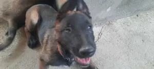 Ciobanesc belgian  - imagine 2