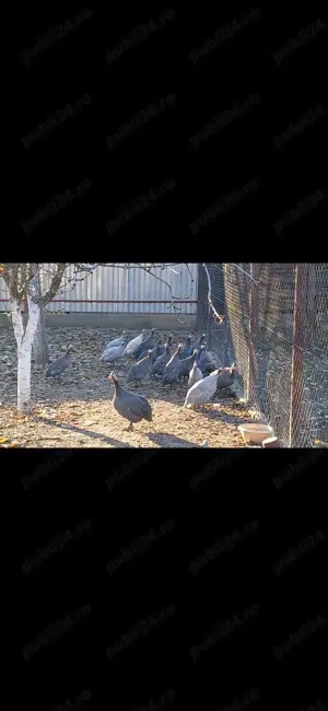 Vând bibilici 2 femel  și un mascul 