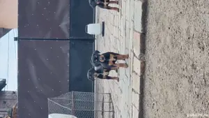 Căței de copoi ardelenesc 