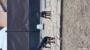 Căței de copoi ardelenesc  - imagine 4