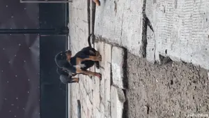 Căței de copoi ardelenesc  - imagine 2