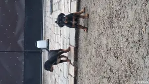 Căței de copoi ardelenesc  - imagine 5