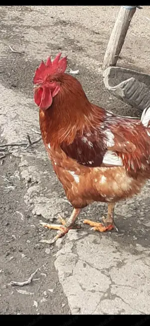 Vând păsări de curte taiete  - imagine 2