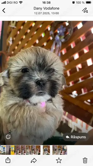 Femela shitzu  - imagine 3