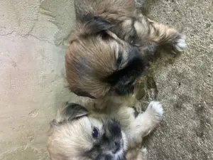 Disponibili pentru altă locație puii de companie - imagine 2 Disponibili pentru altă locație puii de companie - imagine 2